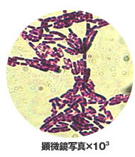 バチルス菌顕微鏡写真